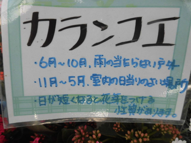 イメージ 5