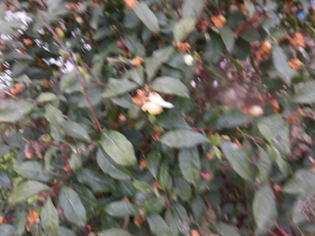 イメージ 4