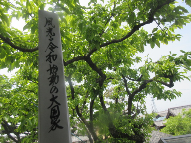 イメージ 5