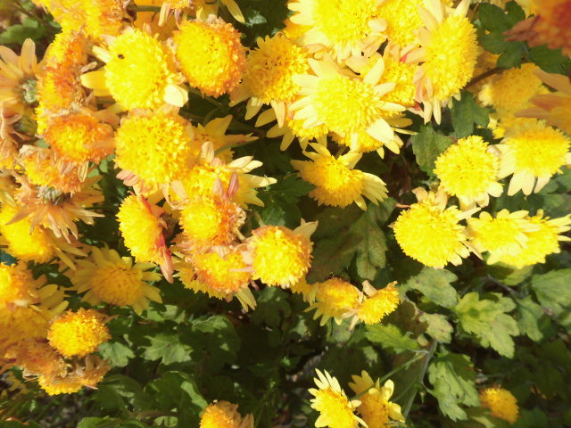 今日の誕生花 寒菊 剣持雅舟のブログ