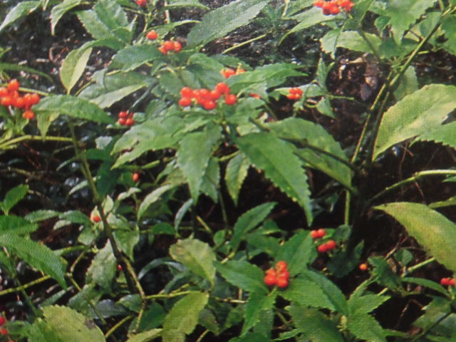 12月誕生花 花言葉 5例 剣持雅舟のブログ 12月誕生花 花言葉 5例 剣持雅舟のブログ