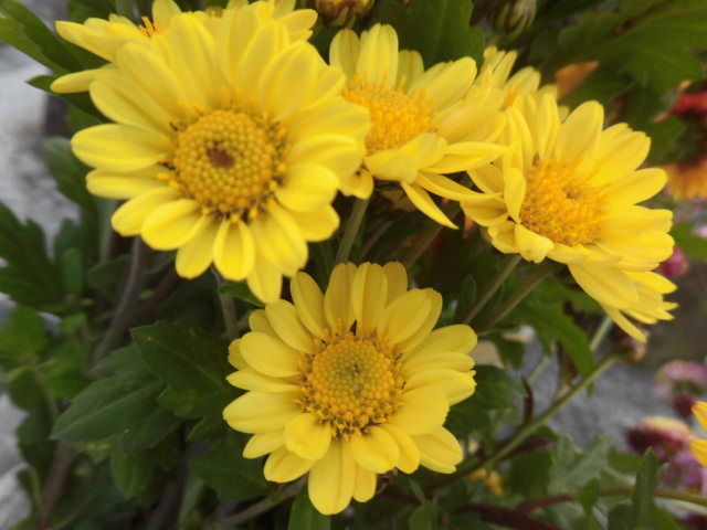 12月誕生花 花言葉 5例 剣持雅舟のブログ
