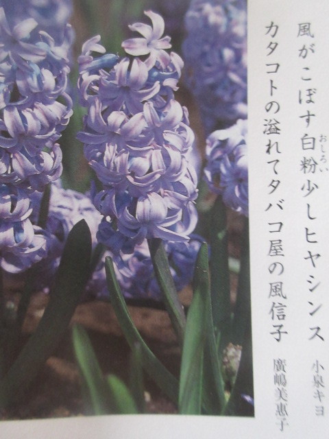 風信子