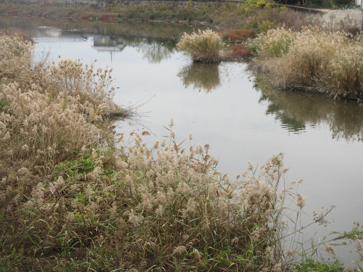 f:id:gashuu:20191207121918j:plain