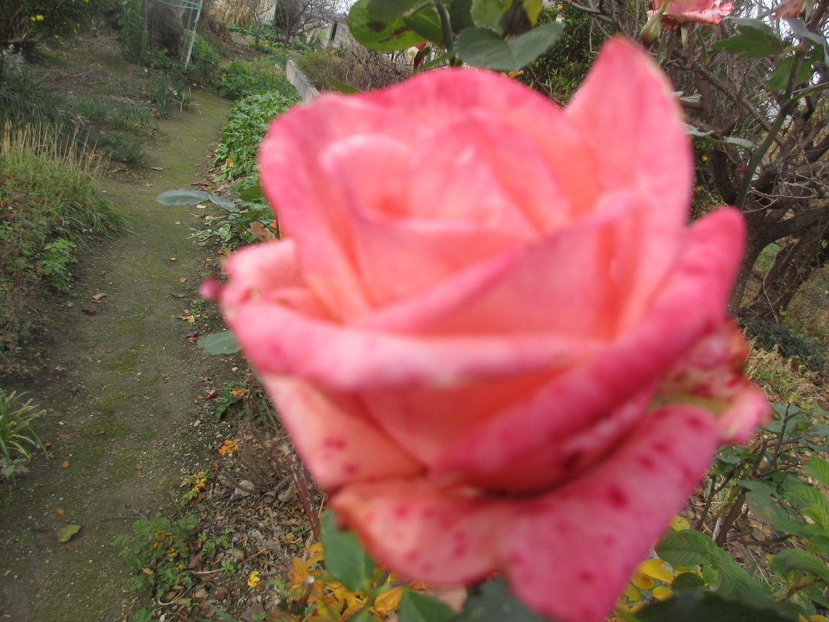 f:id:gashuu:20191221130601j:plain