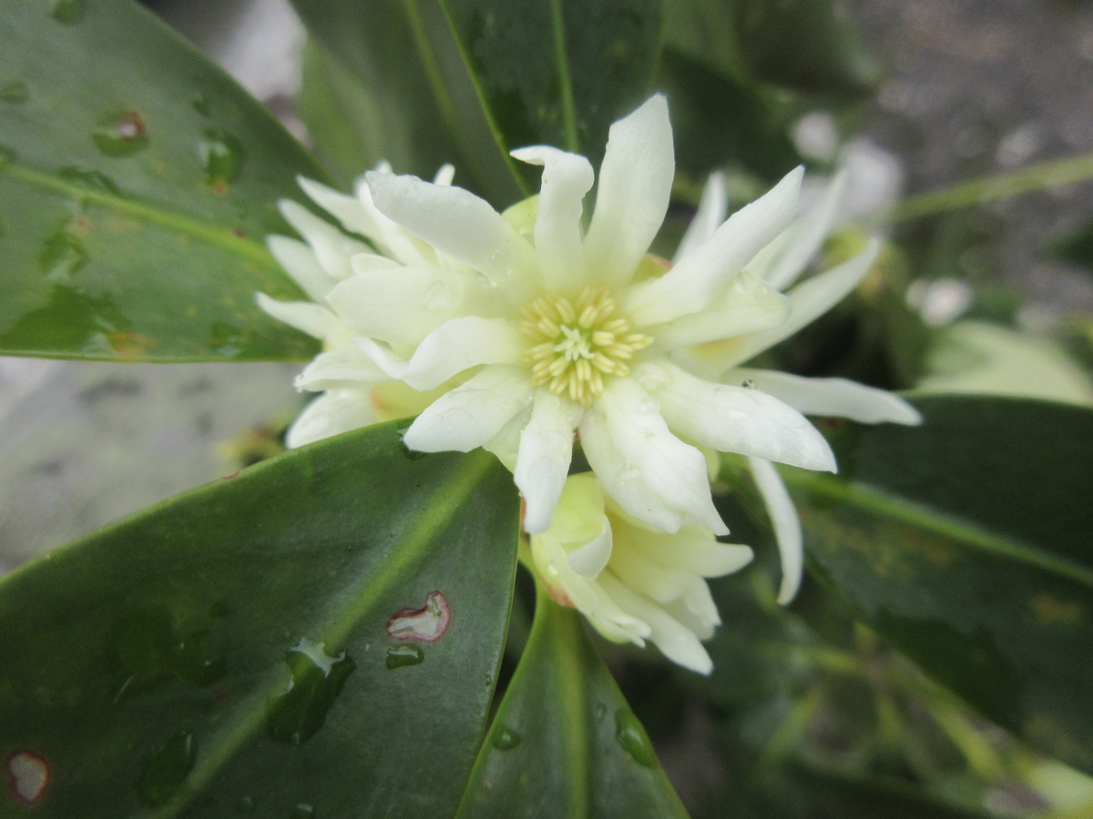 f:id:gashuu:20200301112408j:plain