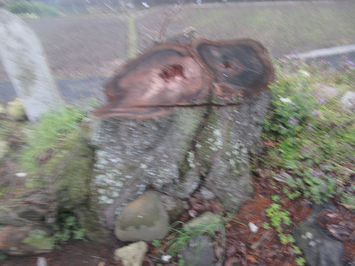 f:id:gashuu:20200310163812j:plain