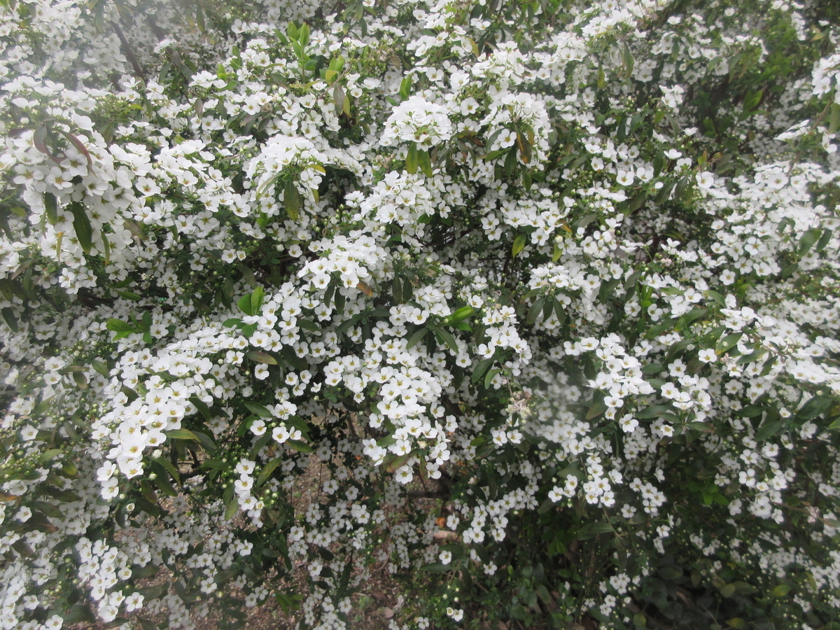 毎年よ 彼岸の入りの寒いのは 剣持雅舟のブログ