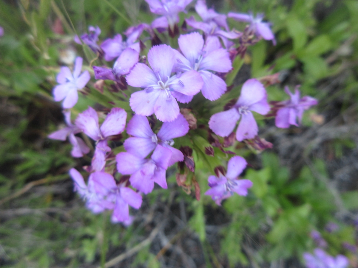 f:id:gashuu:20200524220939j:plain