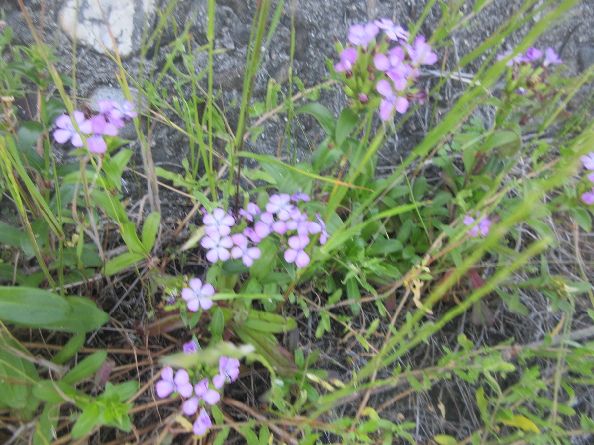 f:id:gashuu:20200524221434j:plain