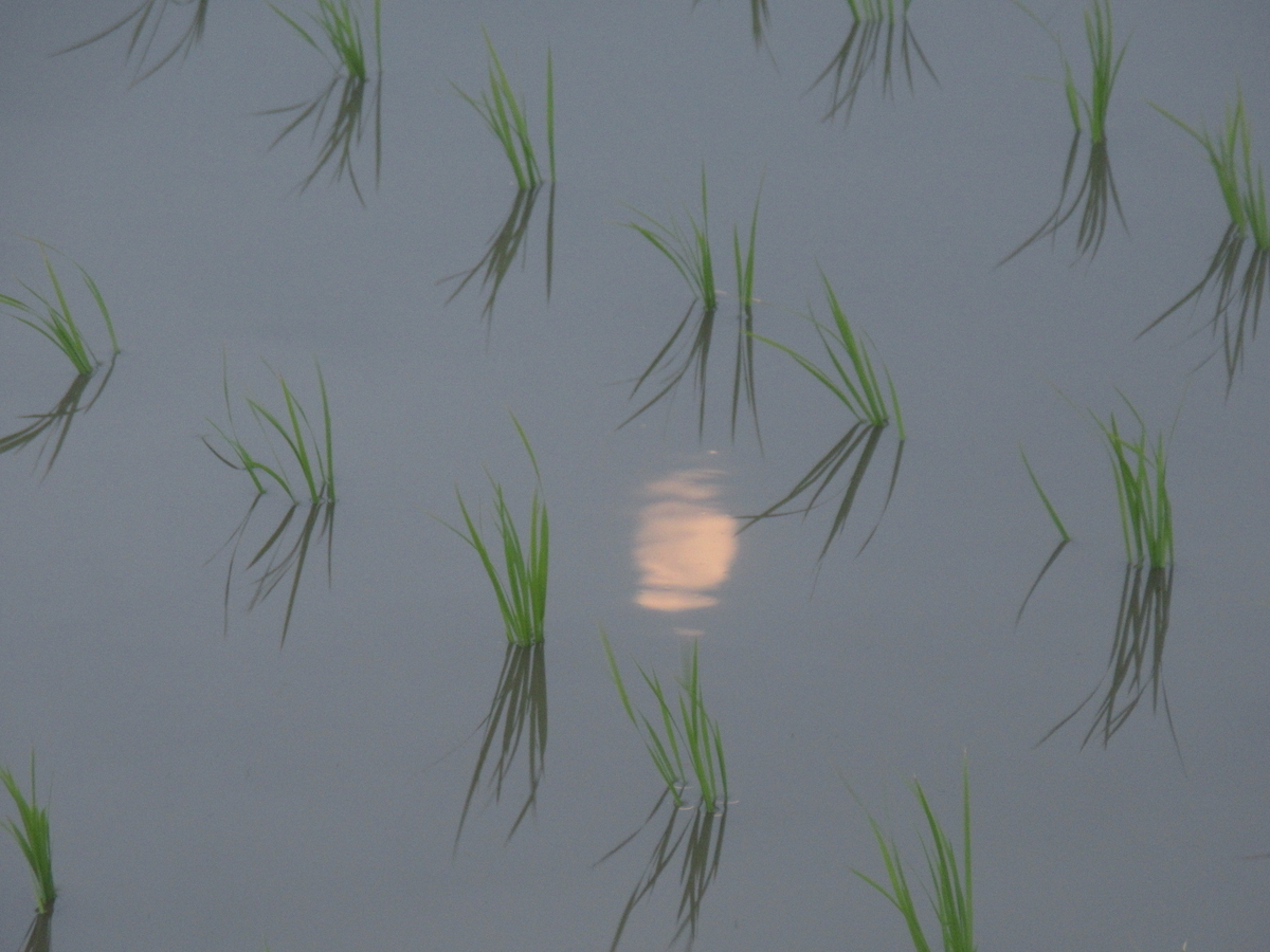 f:id:gashuu:20200604204411j:plain