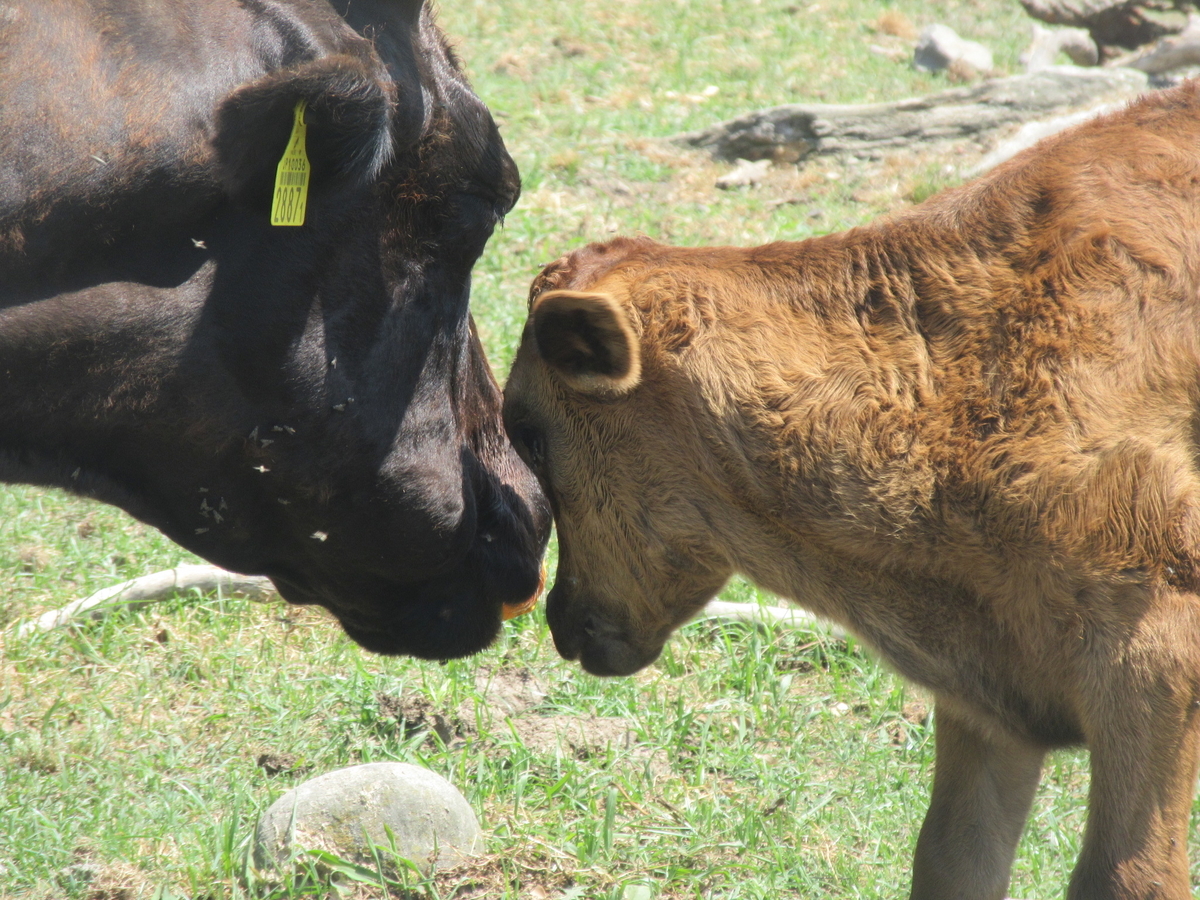 f:id:gashuu:20200608120923j:plain