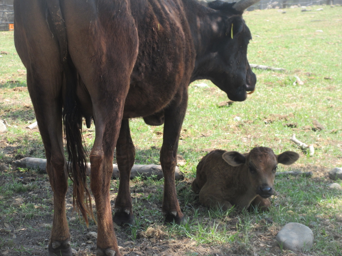 f:id:gashuu:20200608122956j:plain