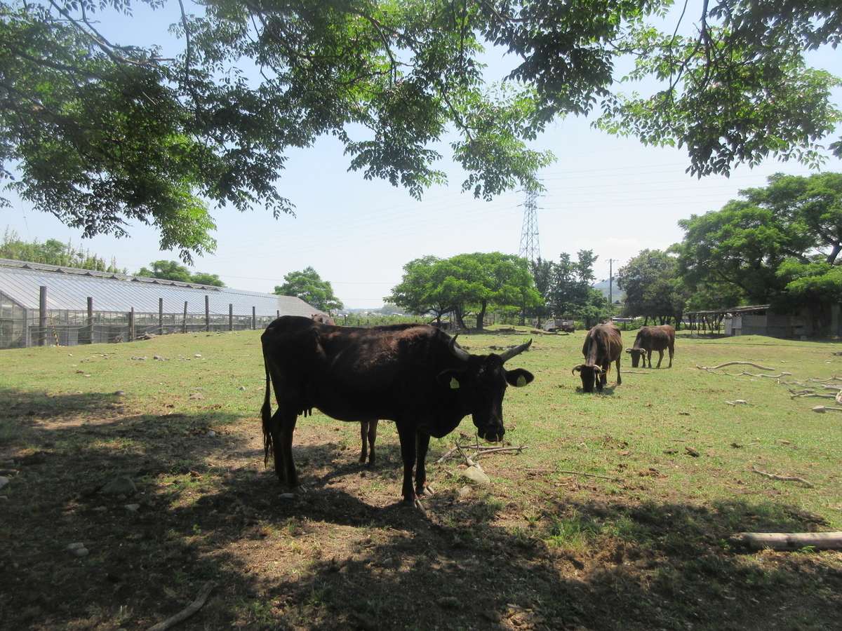 f:id:gashuu:20200608123126j:plain