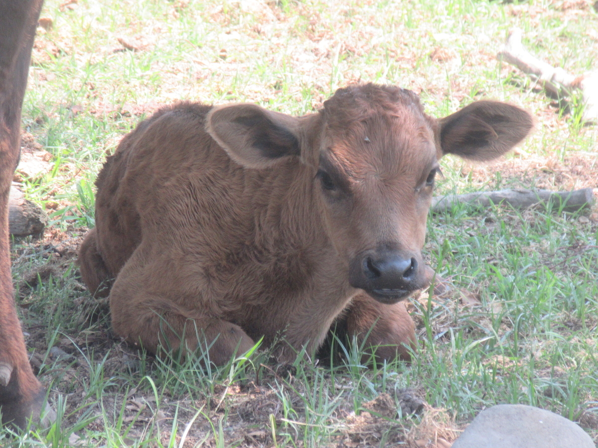 f:id:gashuu:20200608123910j:plain