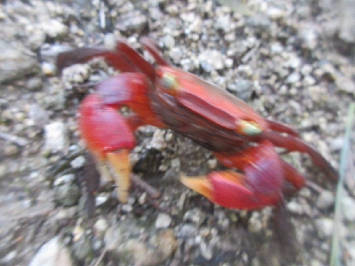 f:id:gashuu:20200620212706j:plain