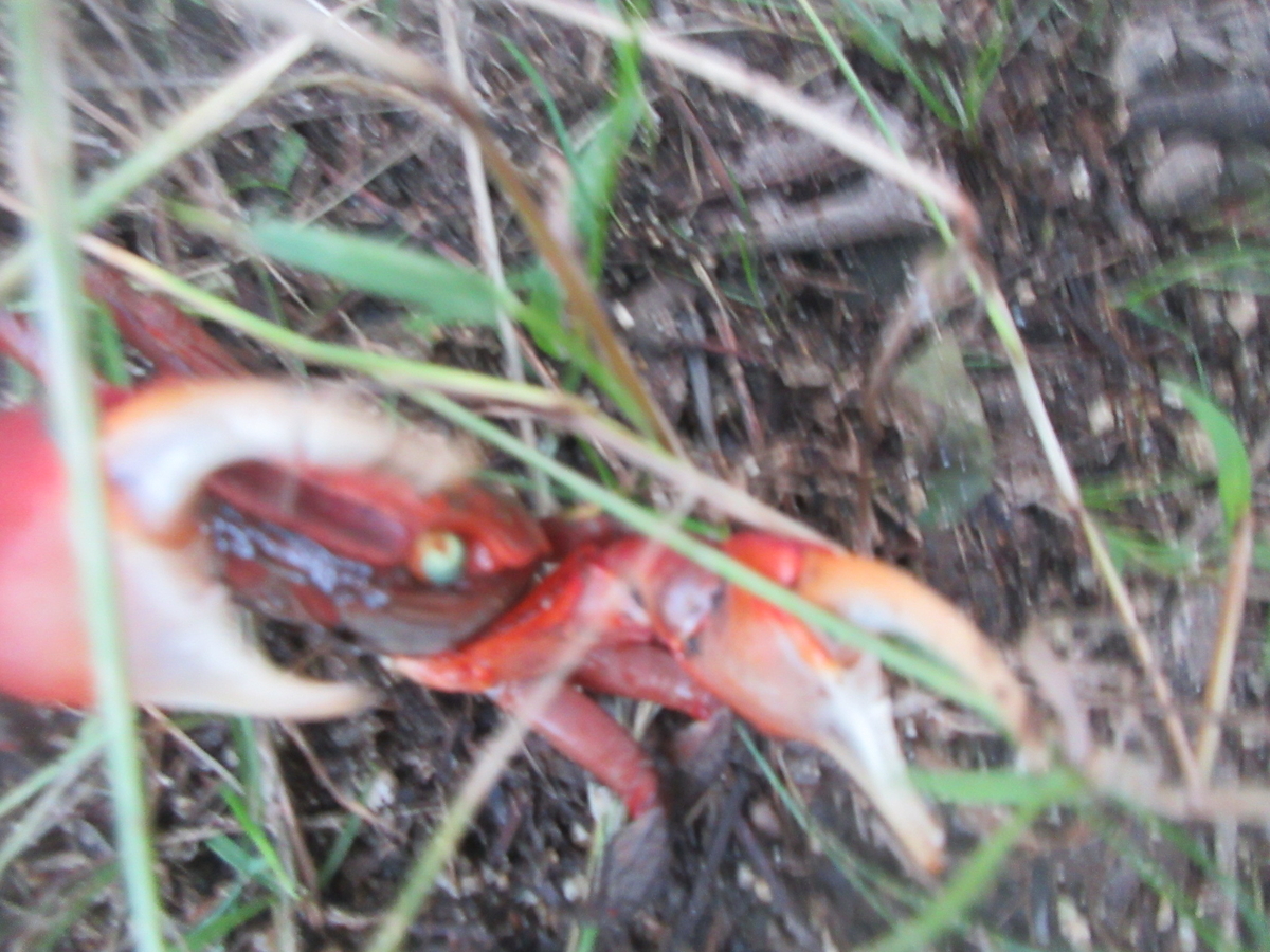 f:id:gashuu:20200620212751j:plain