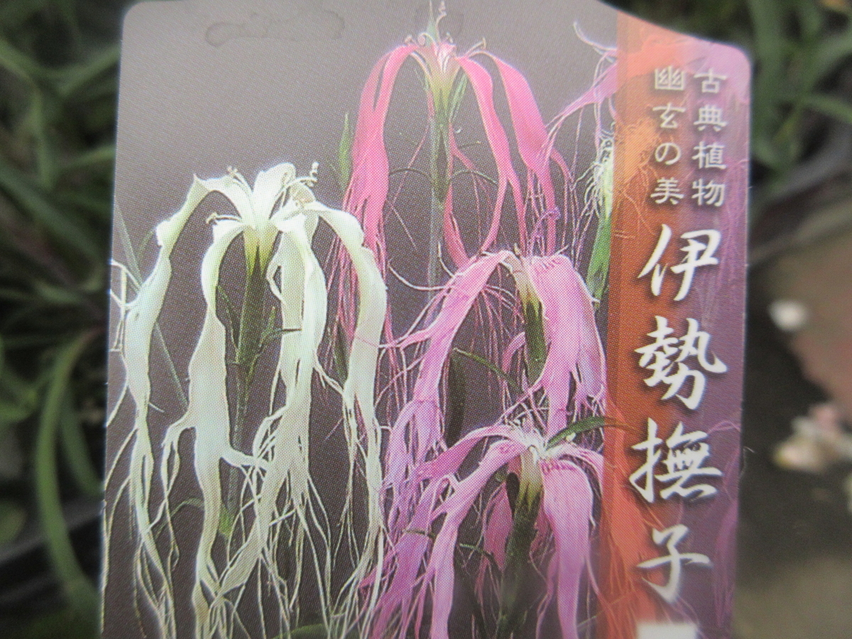 f:id:gashuu:20200621164124j:plain