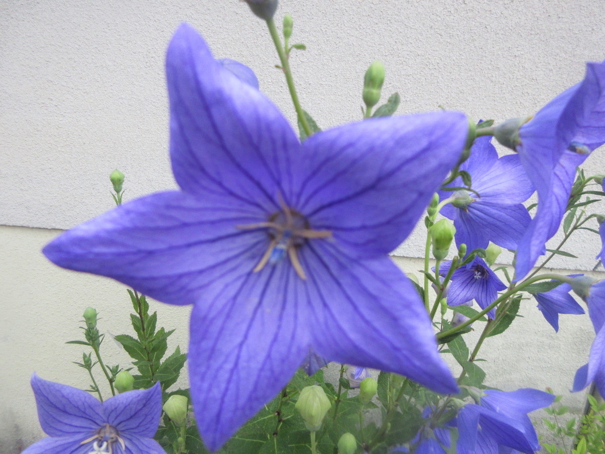 f:id:gashuu:20200625181703j:plain