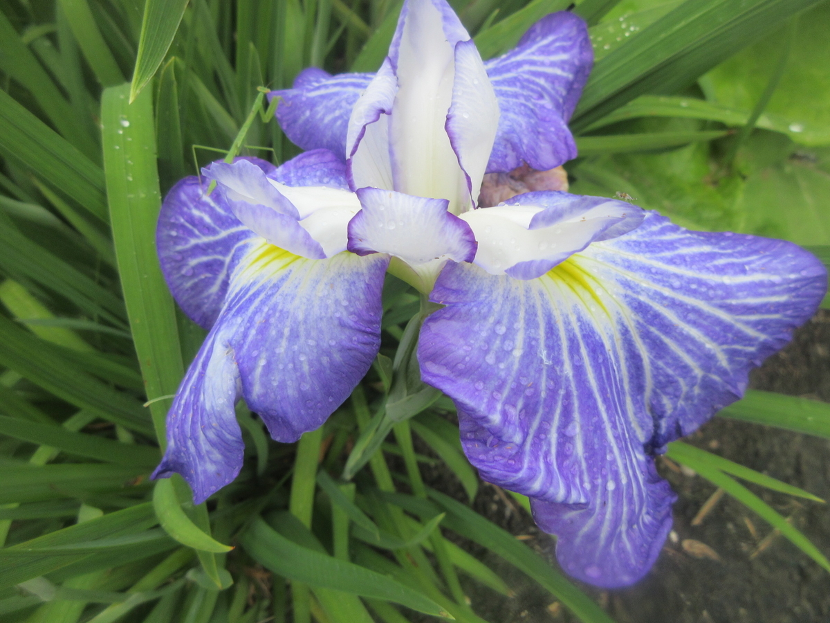 f:id:gashuu:20200625181858j:plain