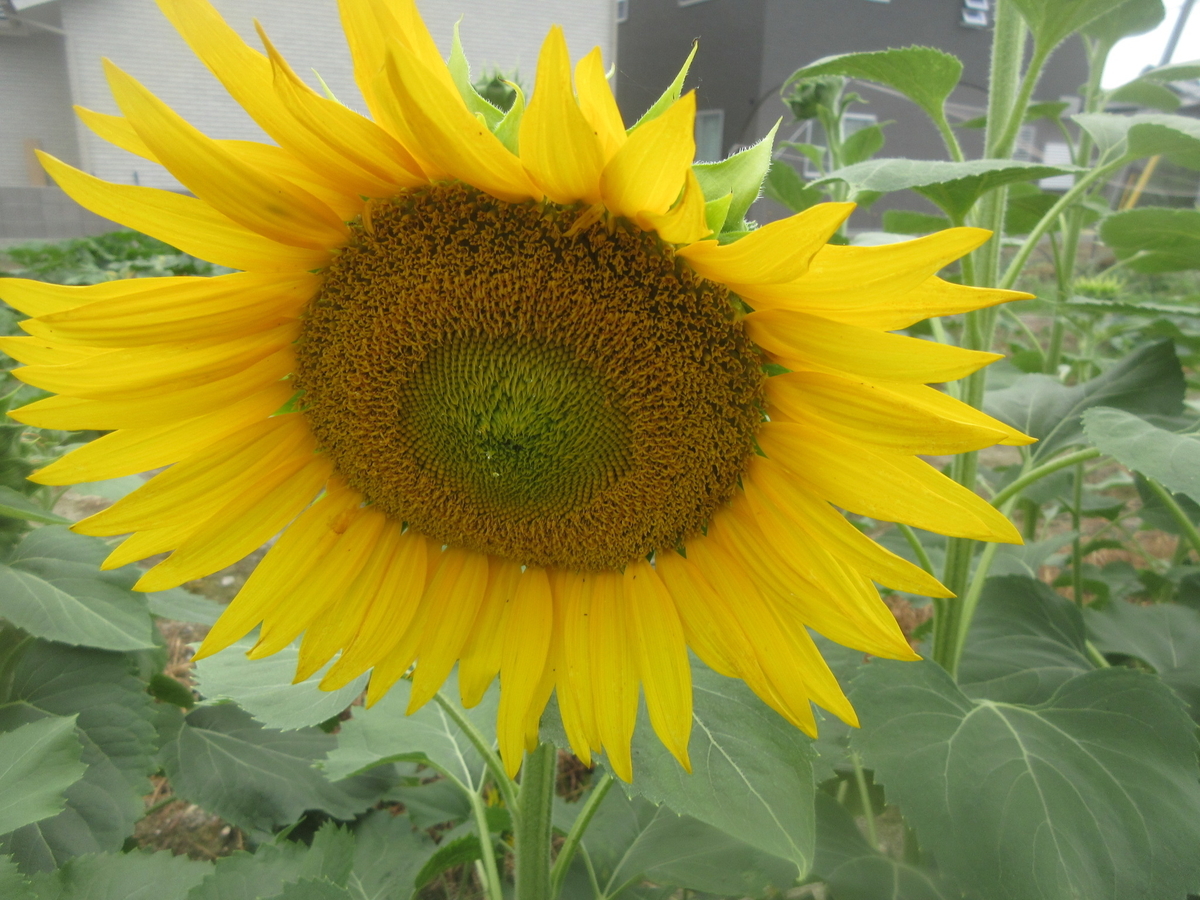 f:id:gashuu:20200628124739j:plain