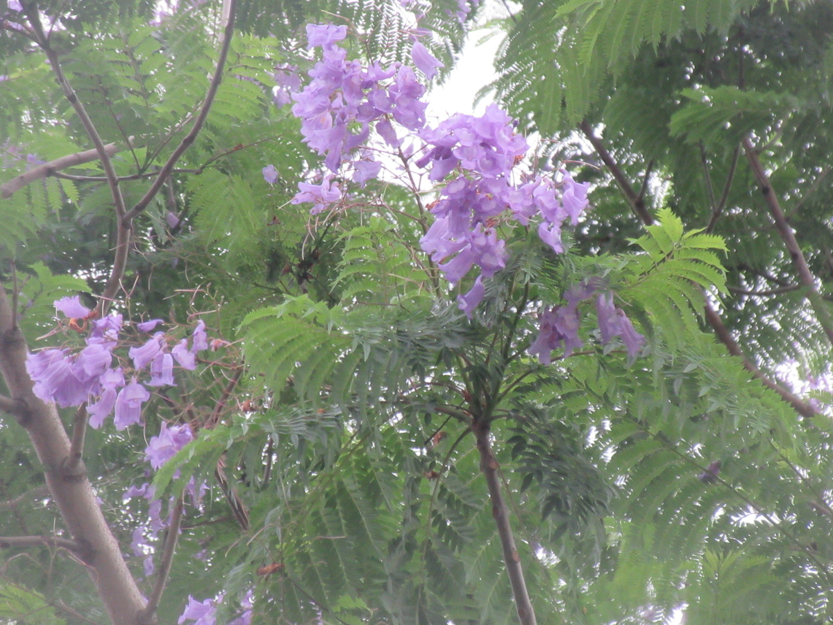 f:id:gashuu:20200630221541j:plain