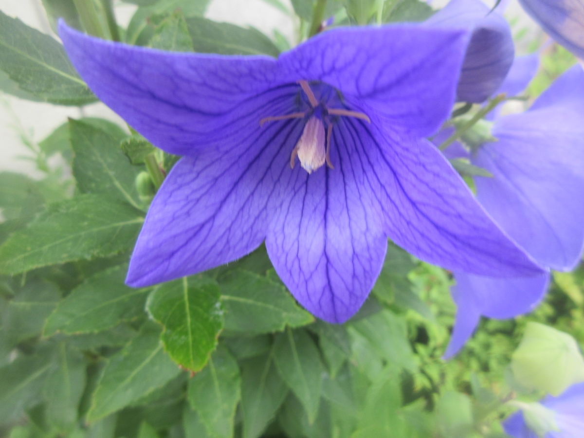 f:id:gashuu:20200704170520j:plain