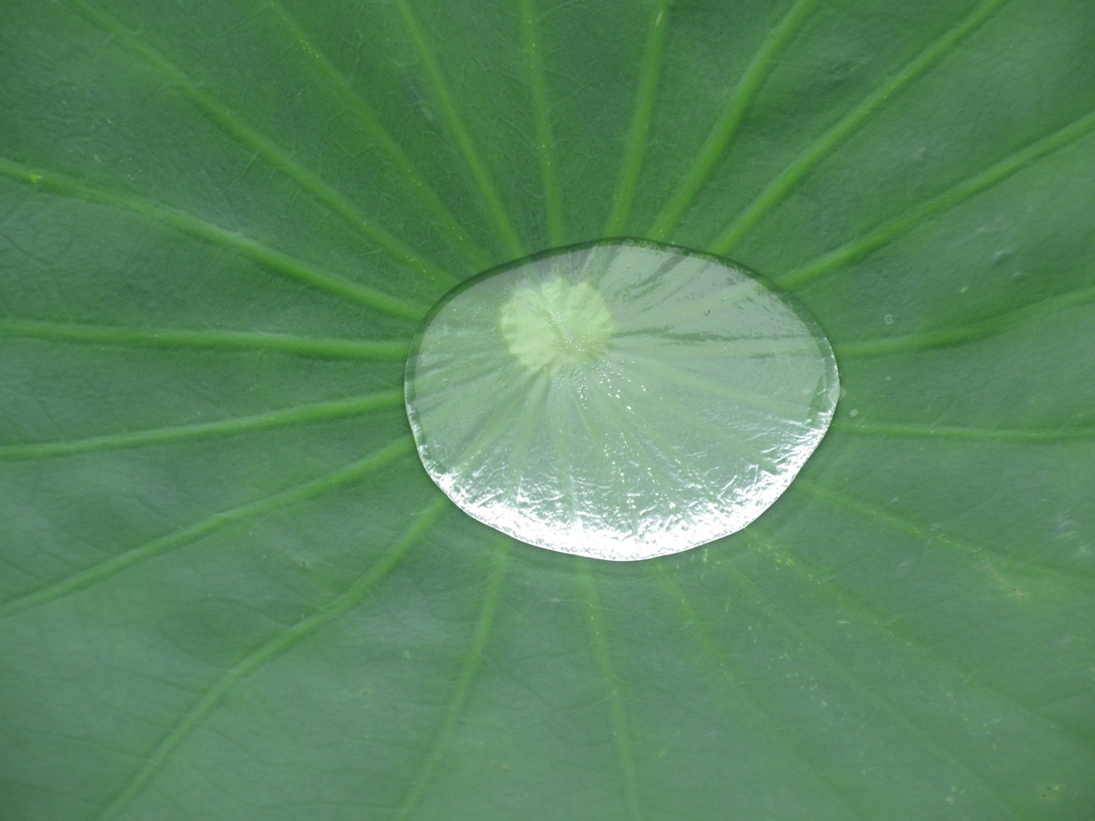f:id:gashuu:20200705222718j:plain