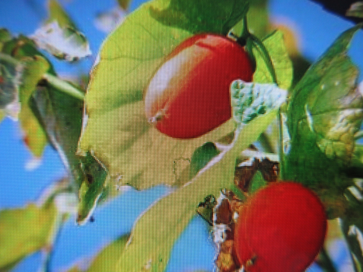 f:id:gashuu:20200824060844j:plain