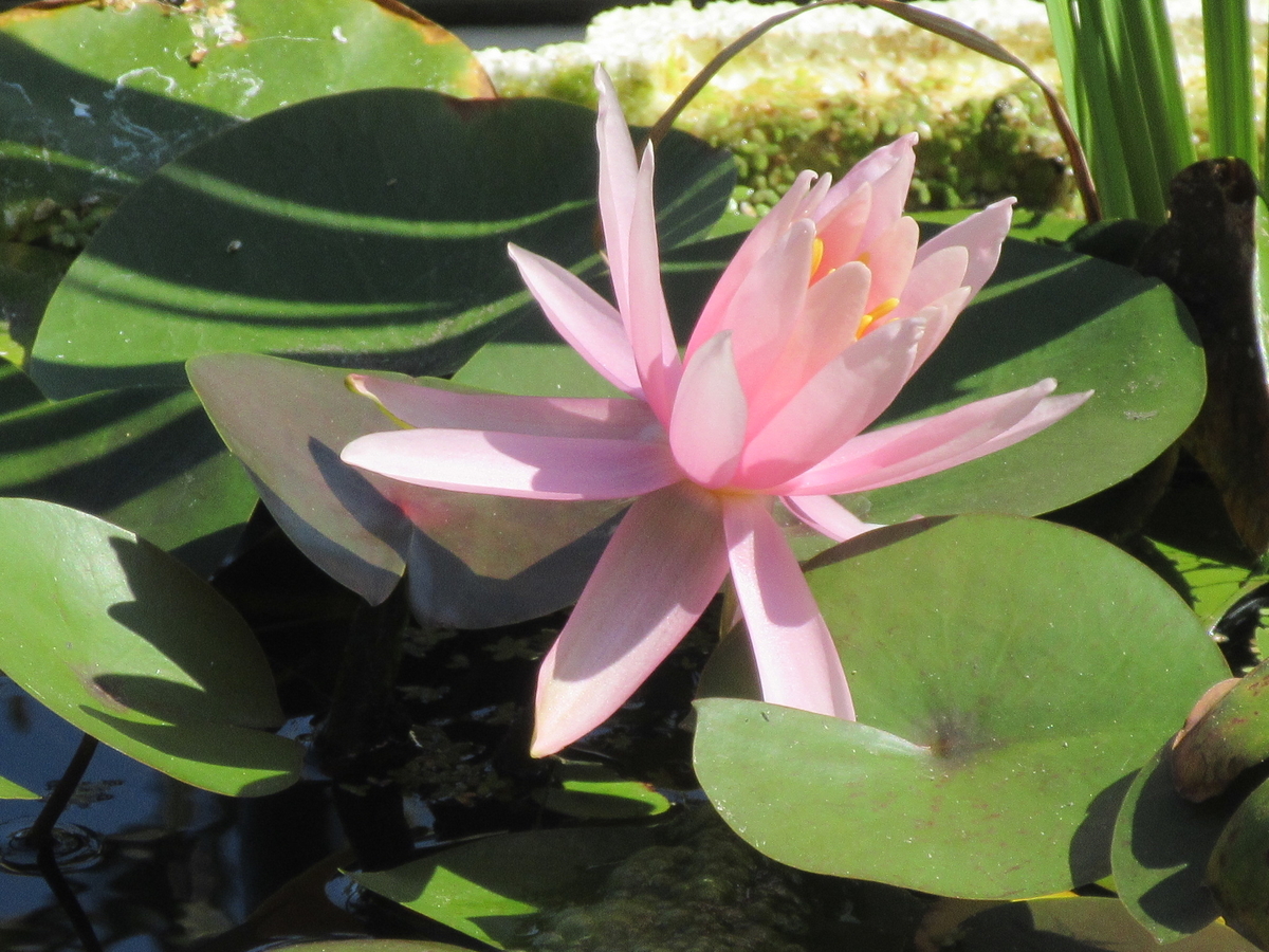 f:id:gashuu:20200901141037j:plain