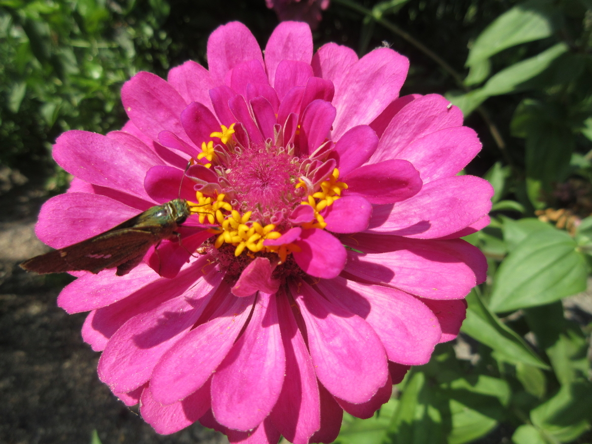 f:id:gashuu:20200901143611j:plain