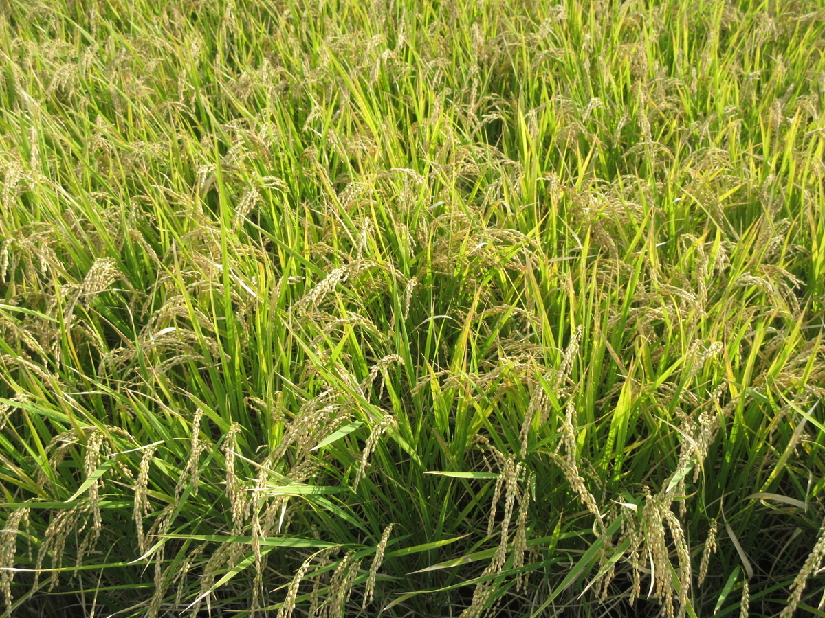 f:id:gashuu:20201014170324j:plain