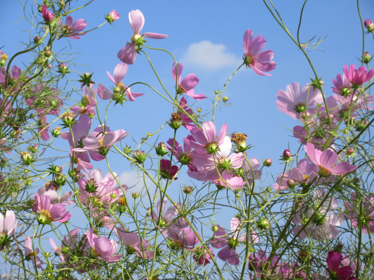 f:id:gashuu:20201015174849j:plain