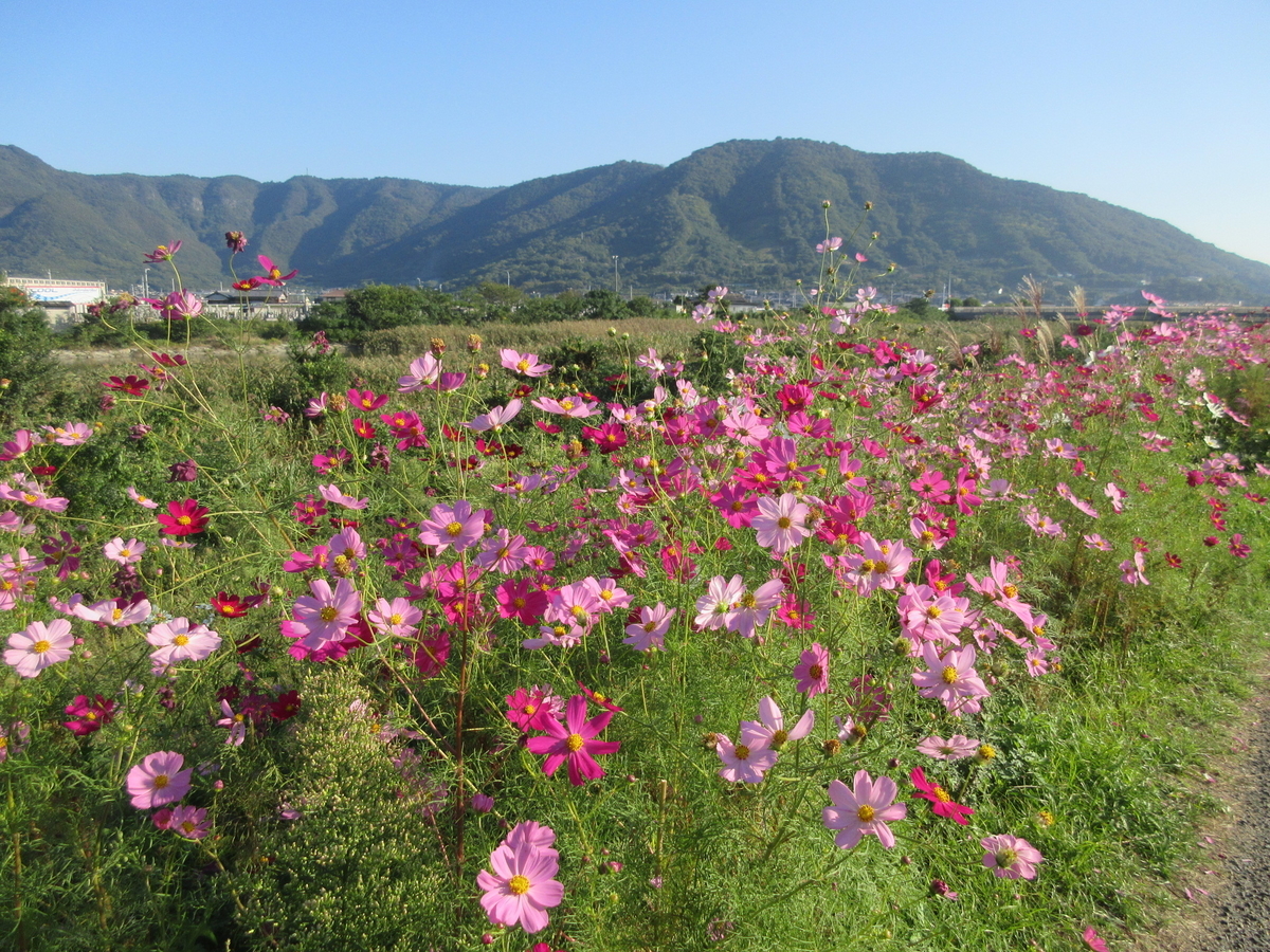 f:id:gashuu:20201015174941j:plain