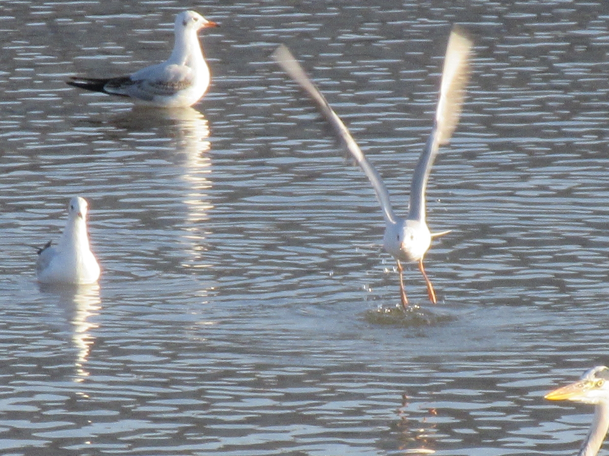 f:id:gashuu:20201026183012j:plain