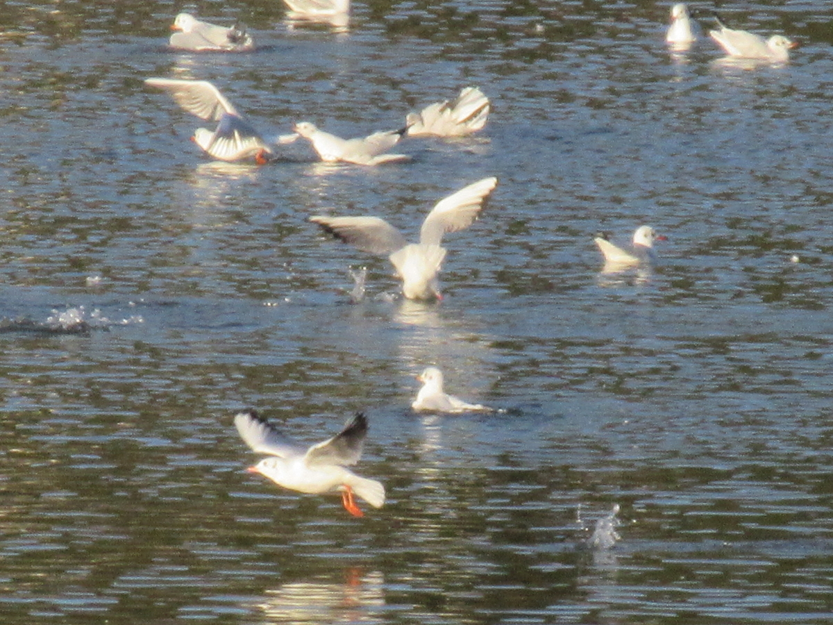 f:id:gashuu:20201026183048j:plain