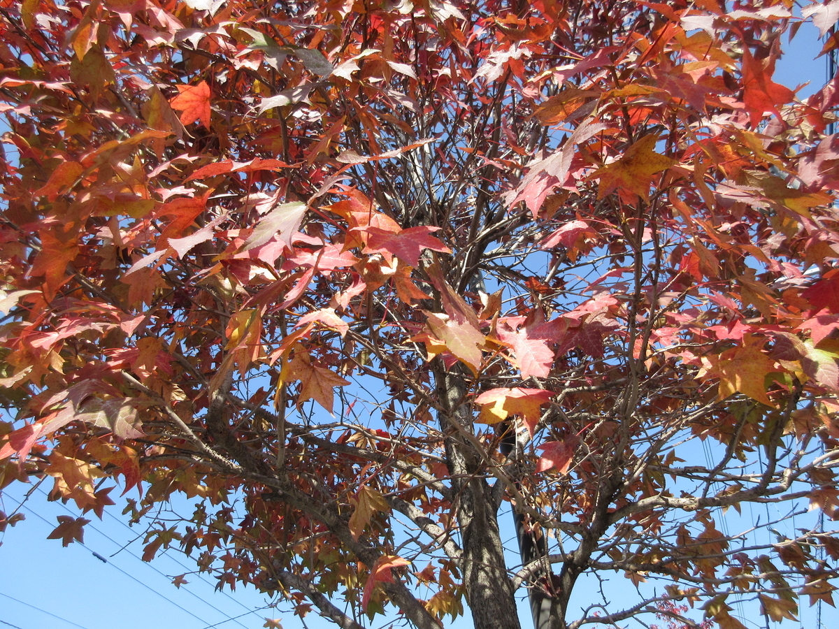 f:id:gashuu:20201031121638j:plain