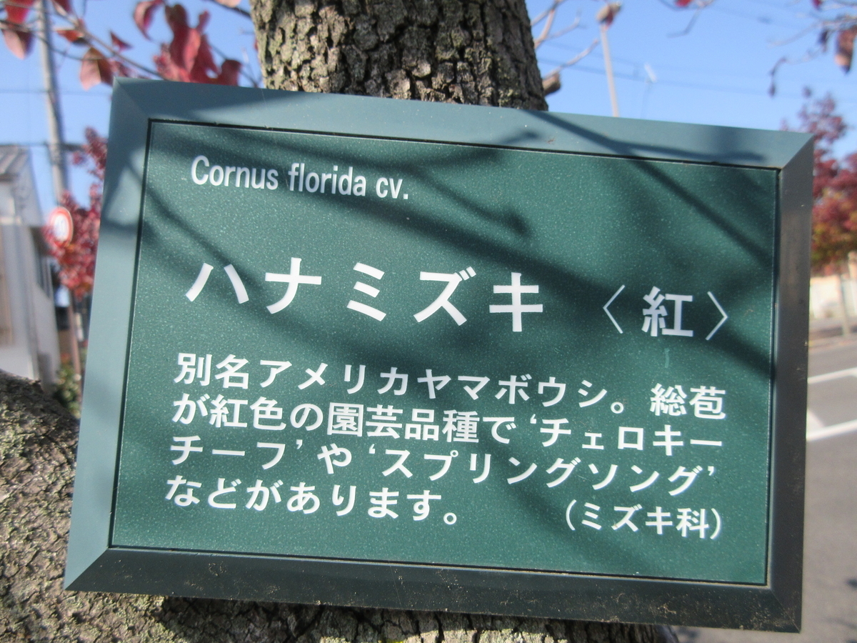 f:id:gashuu:20201031121839j:plain