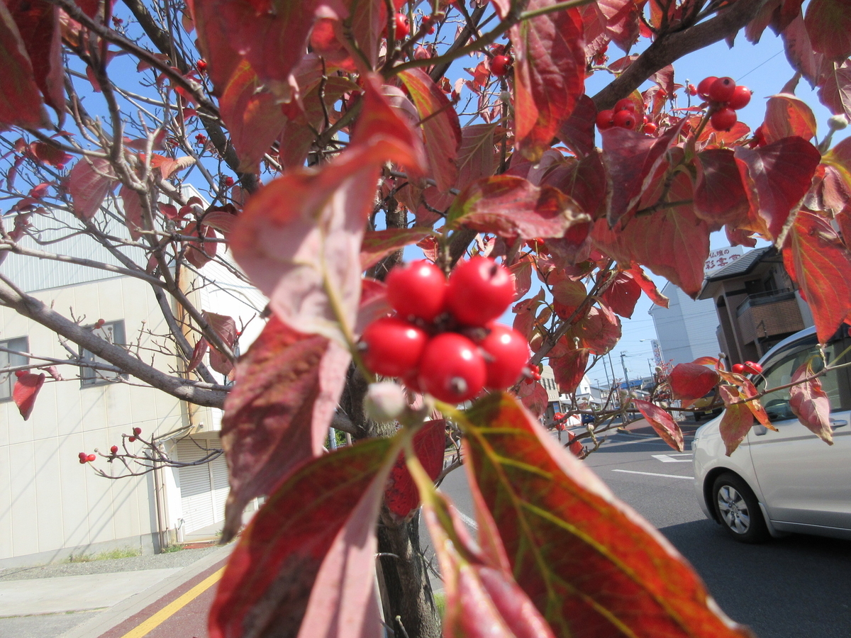 f:id:gashuu:20201031121907j:plain