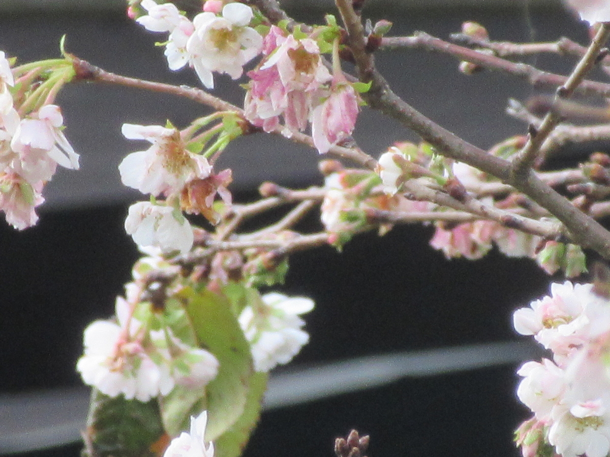 f:id:gashuu:20201110192434j:plain