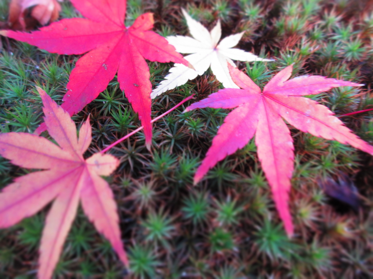 f:id:gashuu:20201123193916j:plain