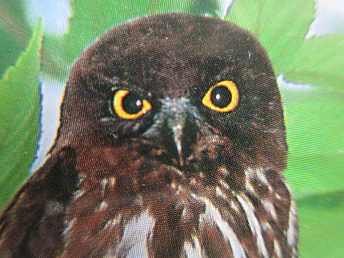 f:id:gashuu:20201212230036j:plain