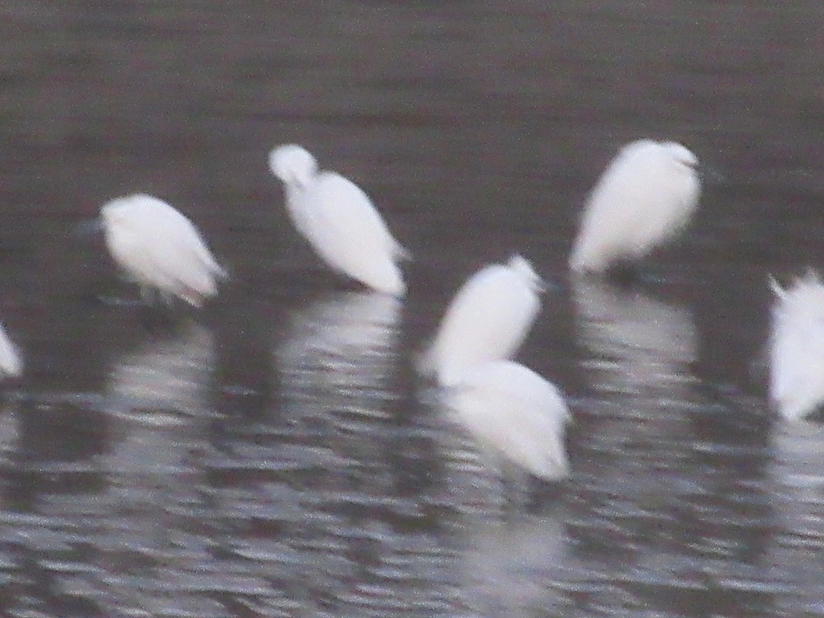 f:id:gashuu:20201219193236j:plain