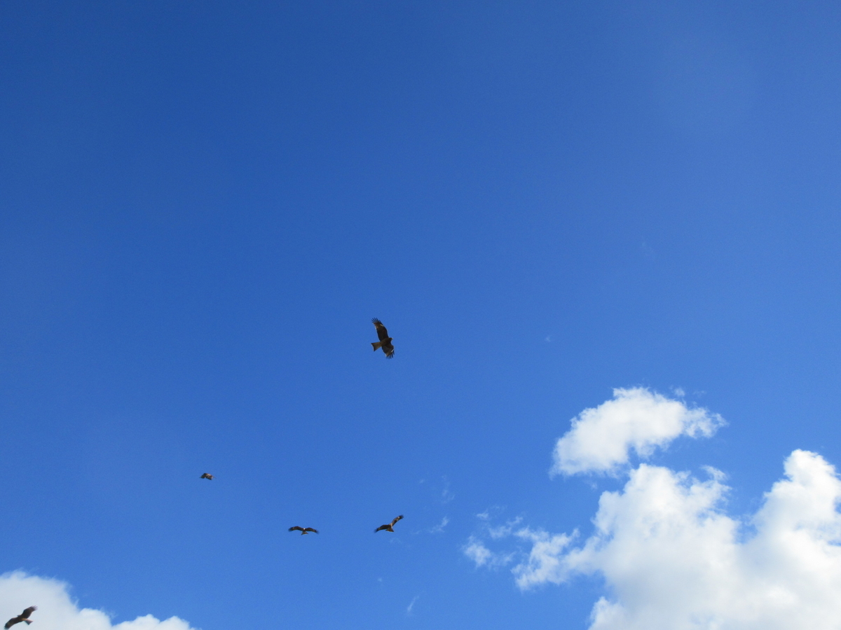 f:id:gashuu:20201231131037j:plain