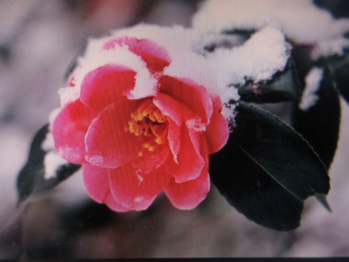 感じ易く 三字熟語 10首歌 剣持雅舟のブログ