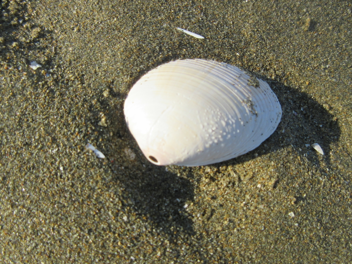 f:id:gashuu:20210206174645j:plain