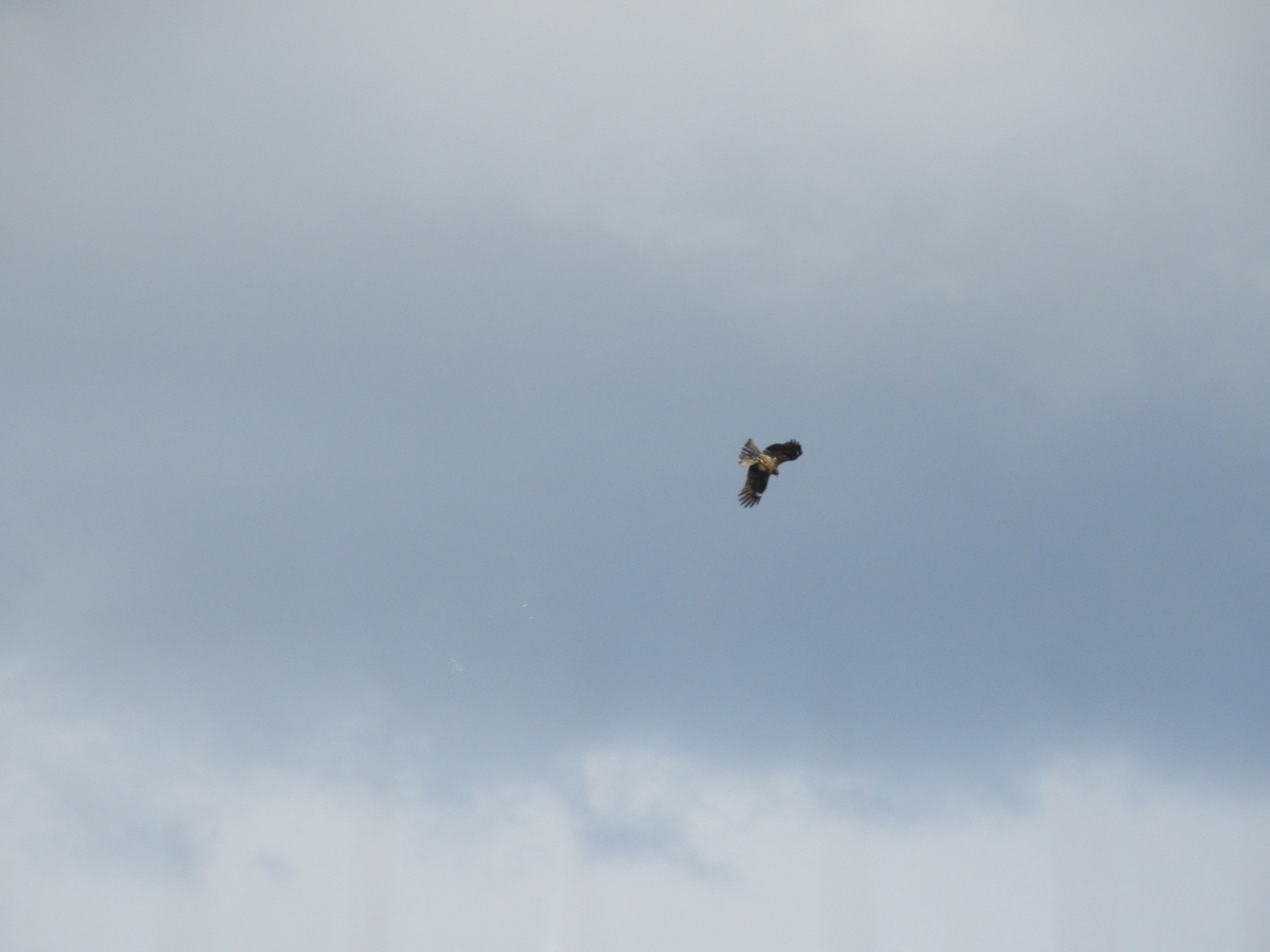 f:id:gashuu:20210218181512j:plain