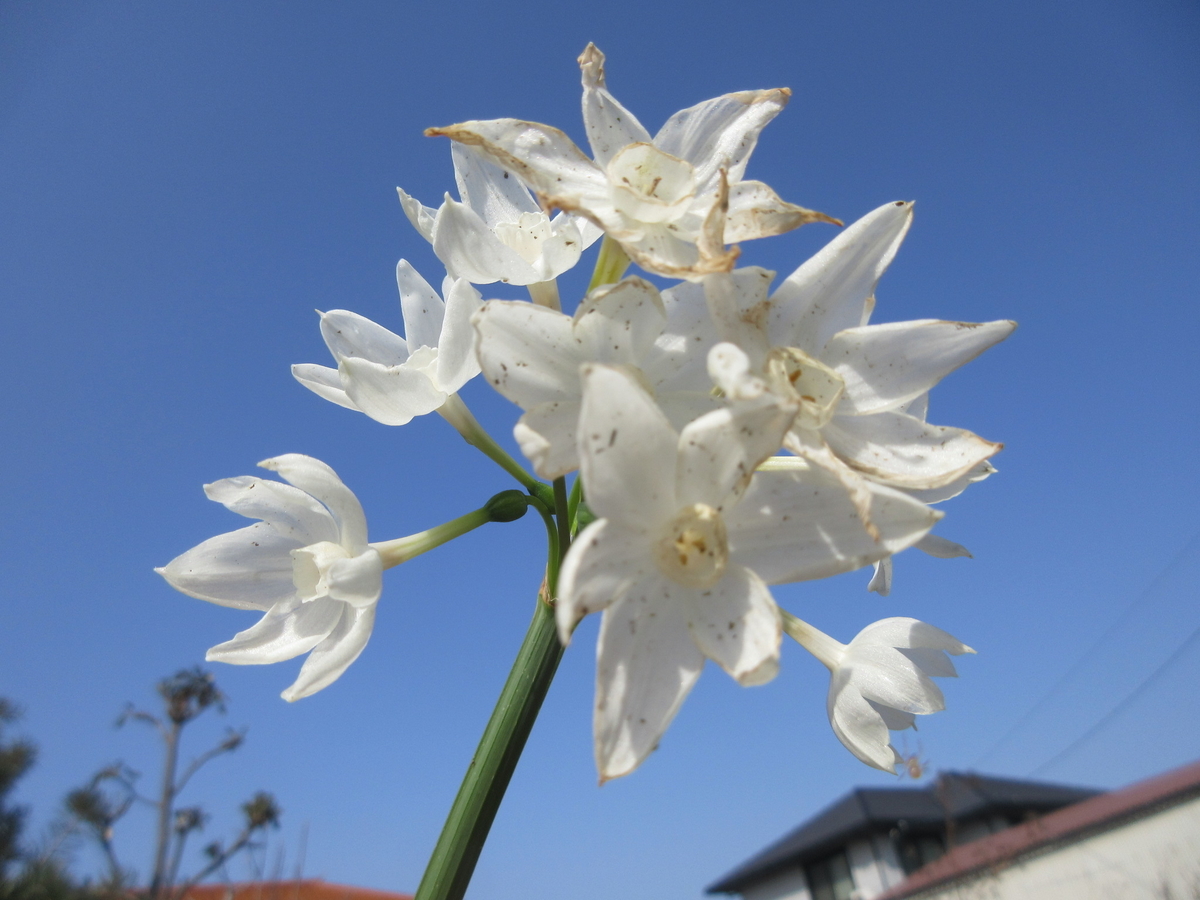 f:id:gashuu:20210224173455j:plain