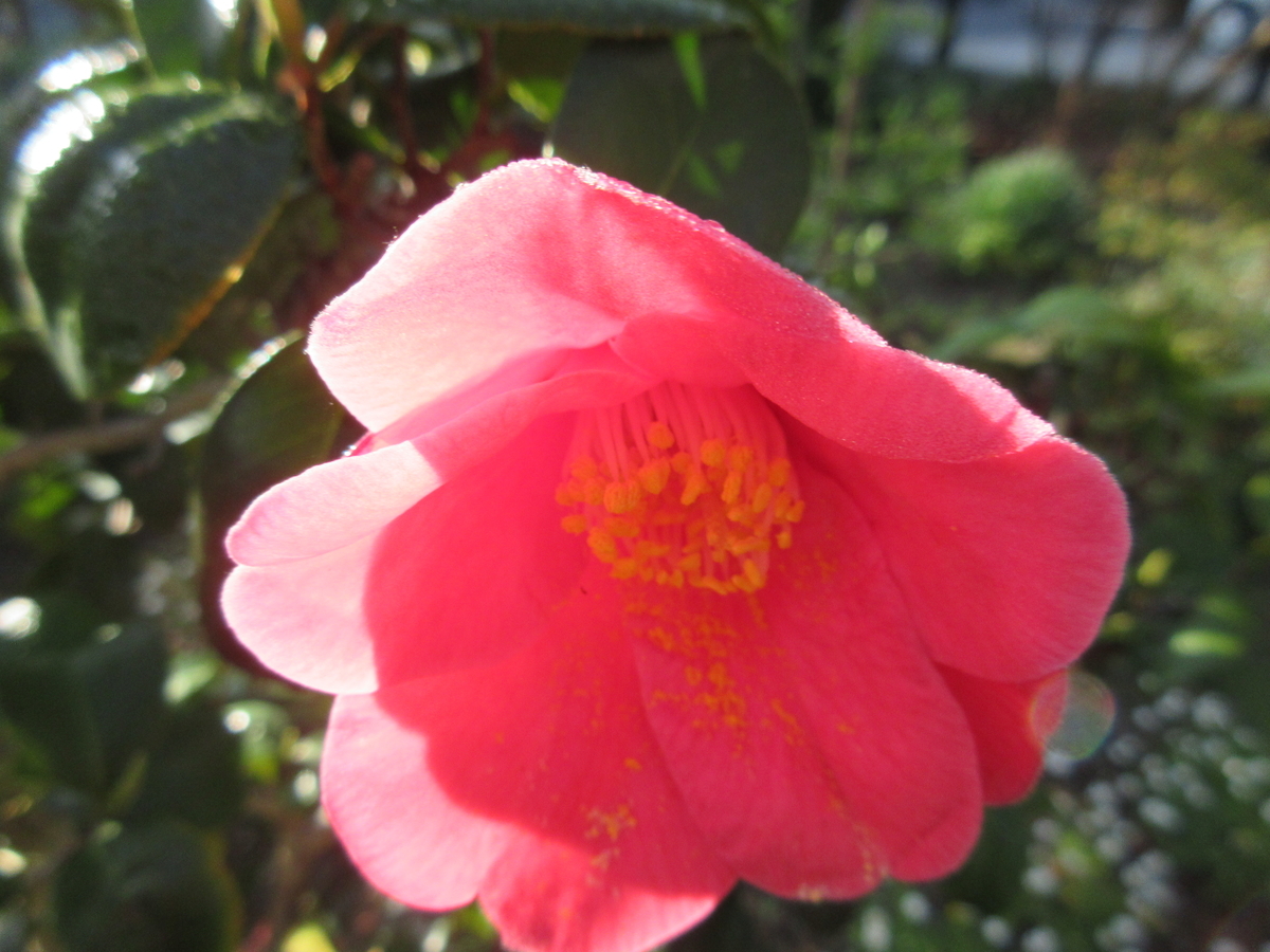 f:id:gashuu:20210407095032j:plain