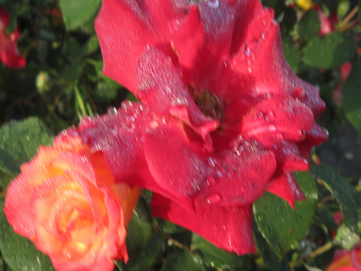 f:id:gashuu:20210430121844j:plain